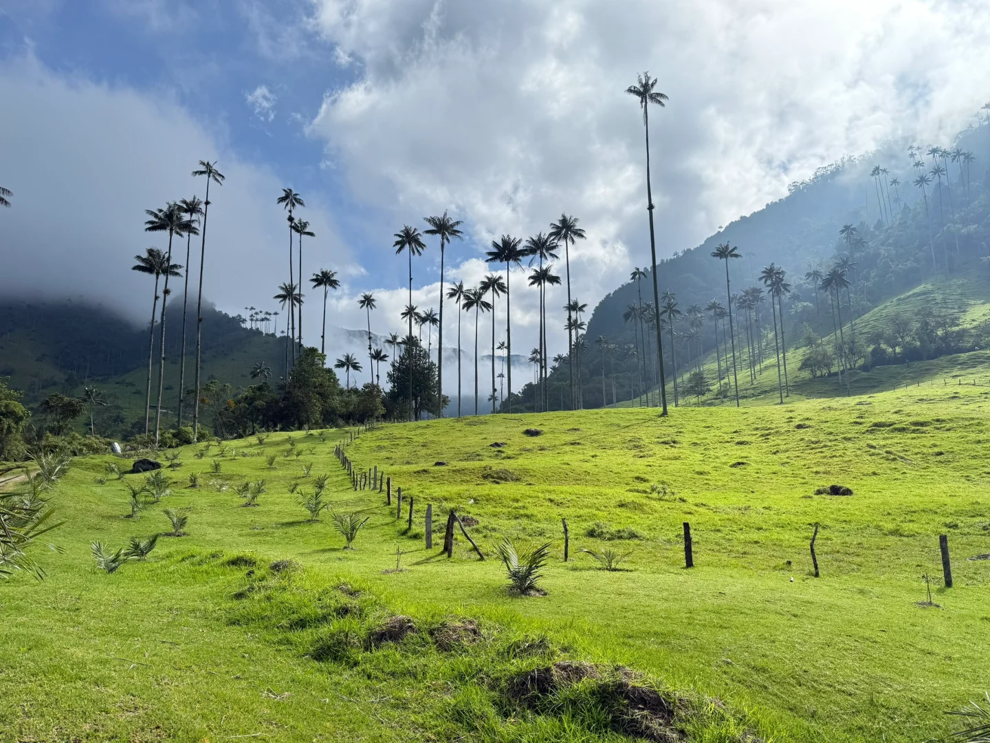 Valle de Cocora：南美的失落山谷