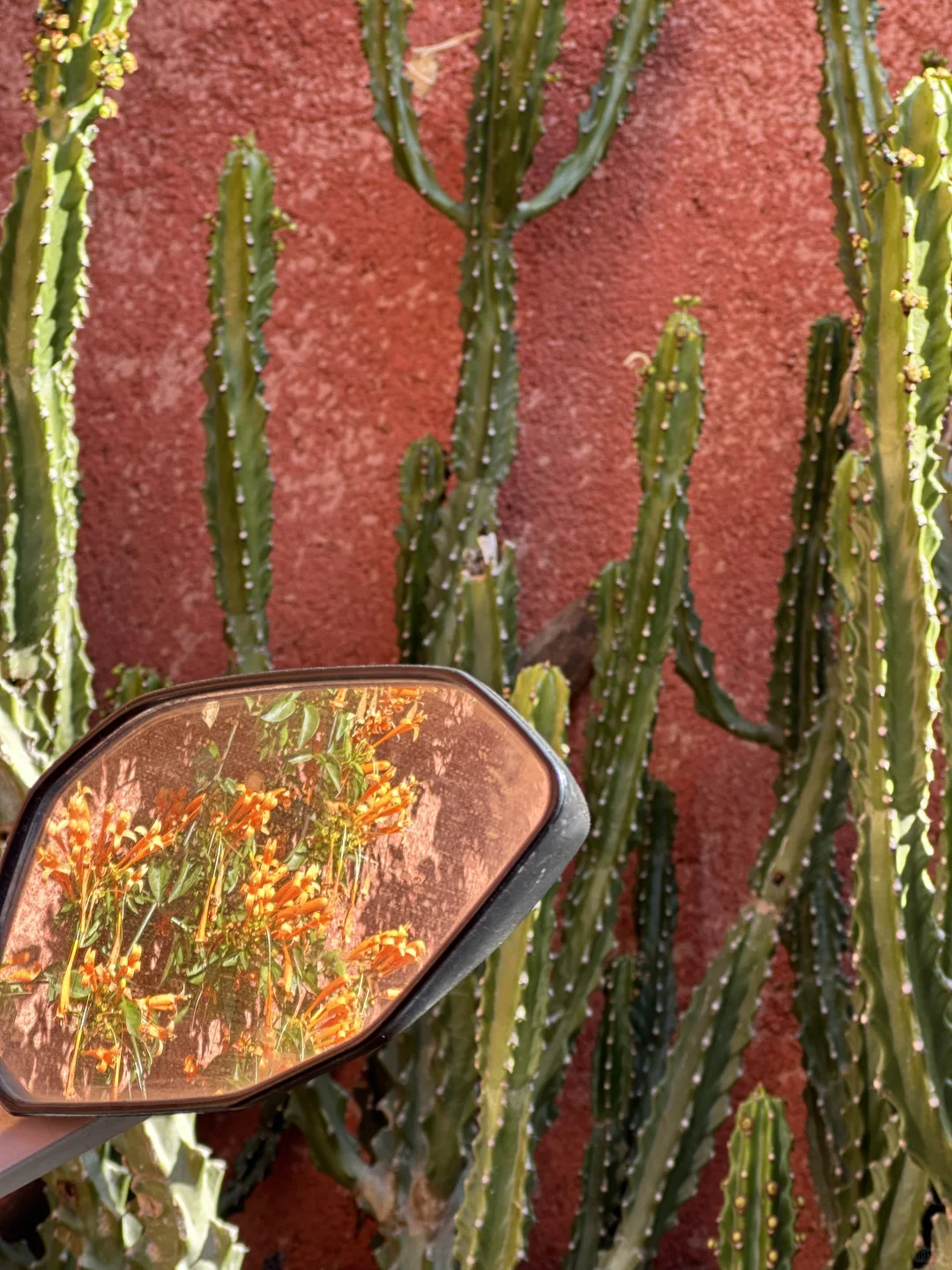 📍攀枝花22°c☀️的暖冬是成都人的最爱吧？