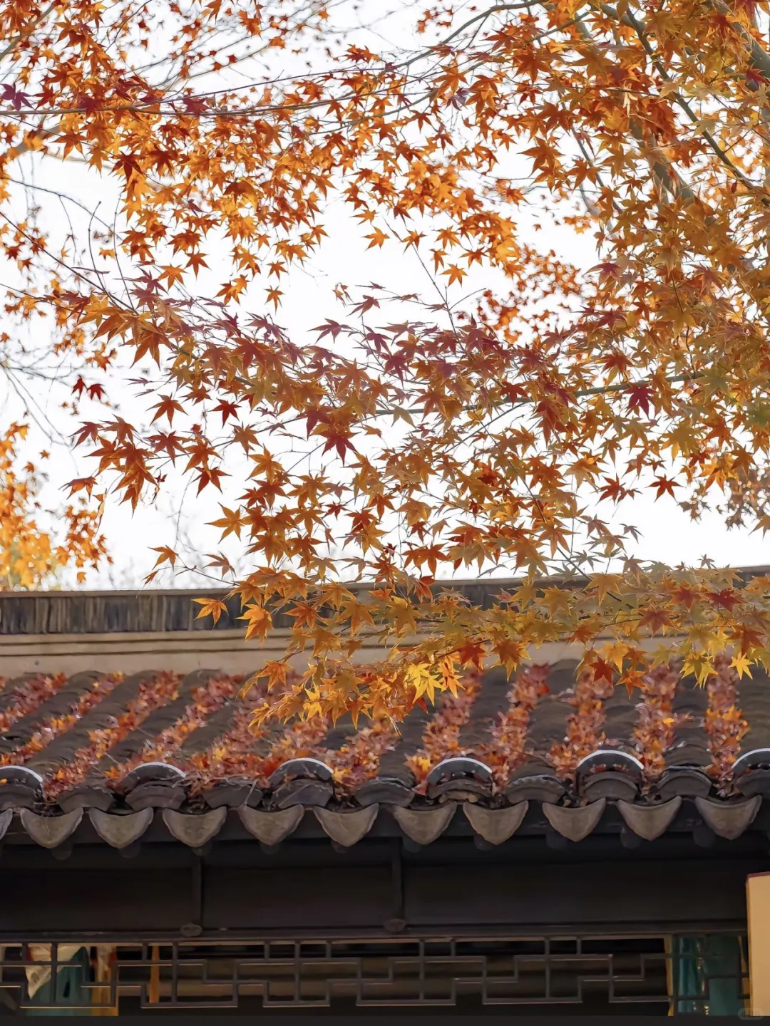 苏州会惩罚每一个不提前做攻略的人!!!