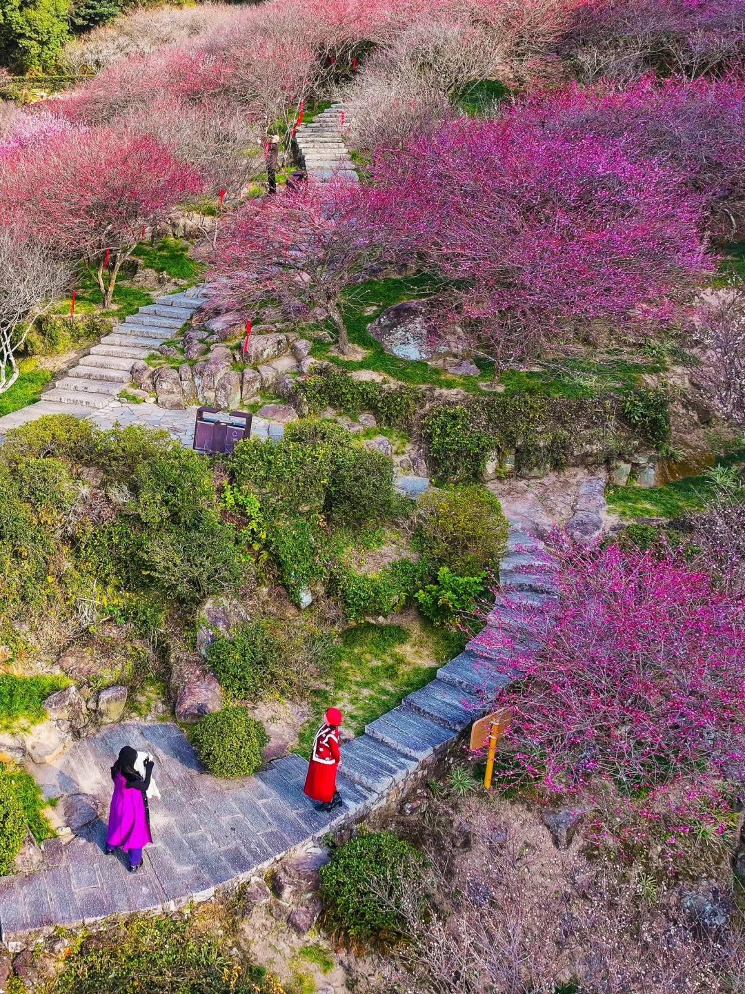 福州‼️十里梅花 🌸我刚好经过，你恰好盛开