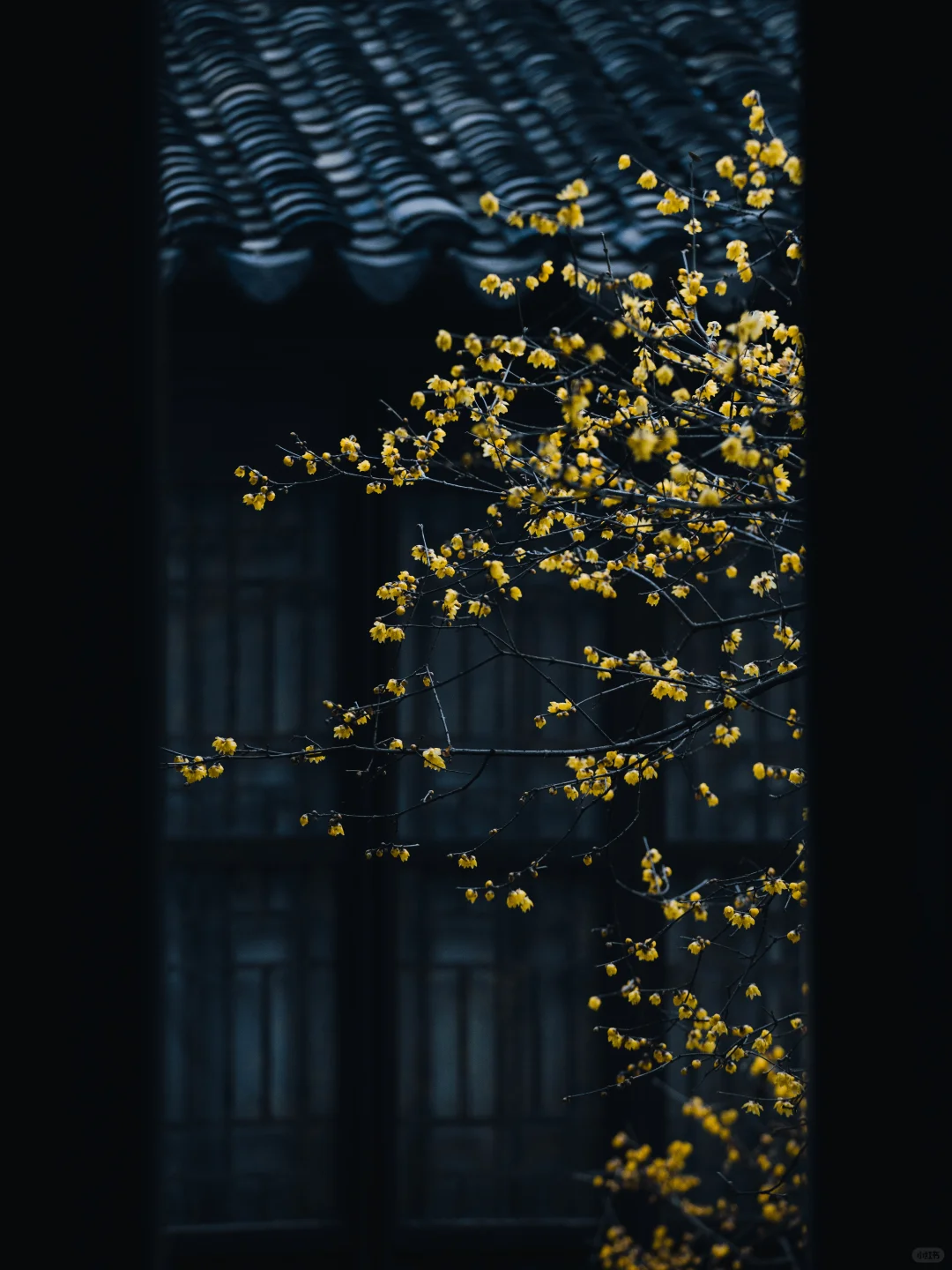 南京的春天,是一万次的春和景明。