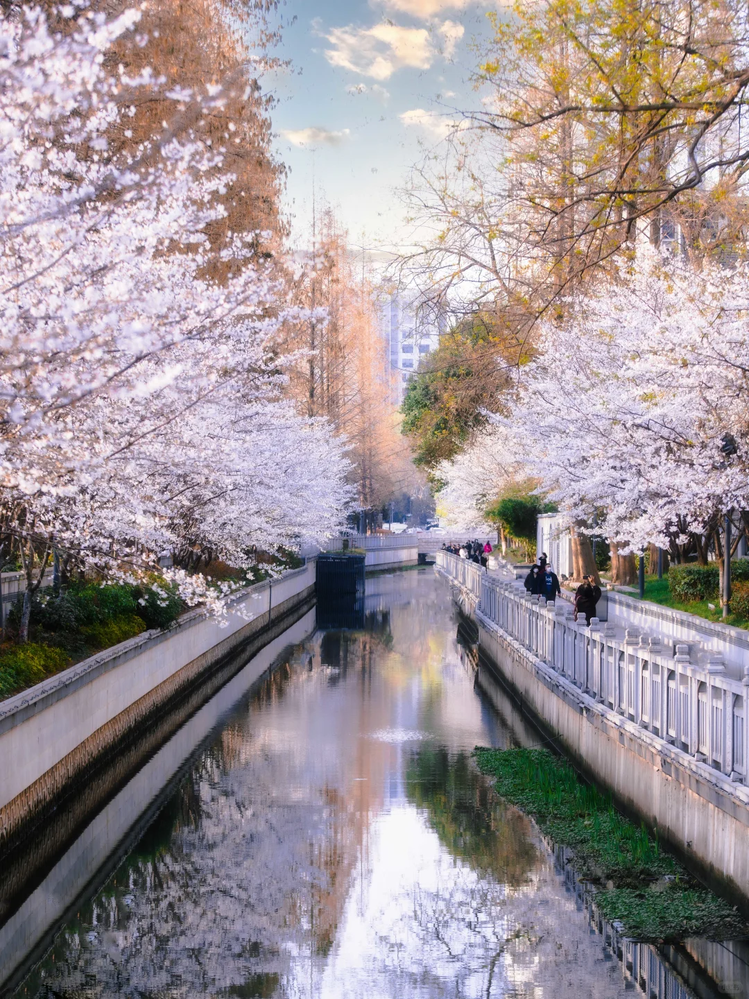 南京的春天,是一万次的春和景明。