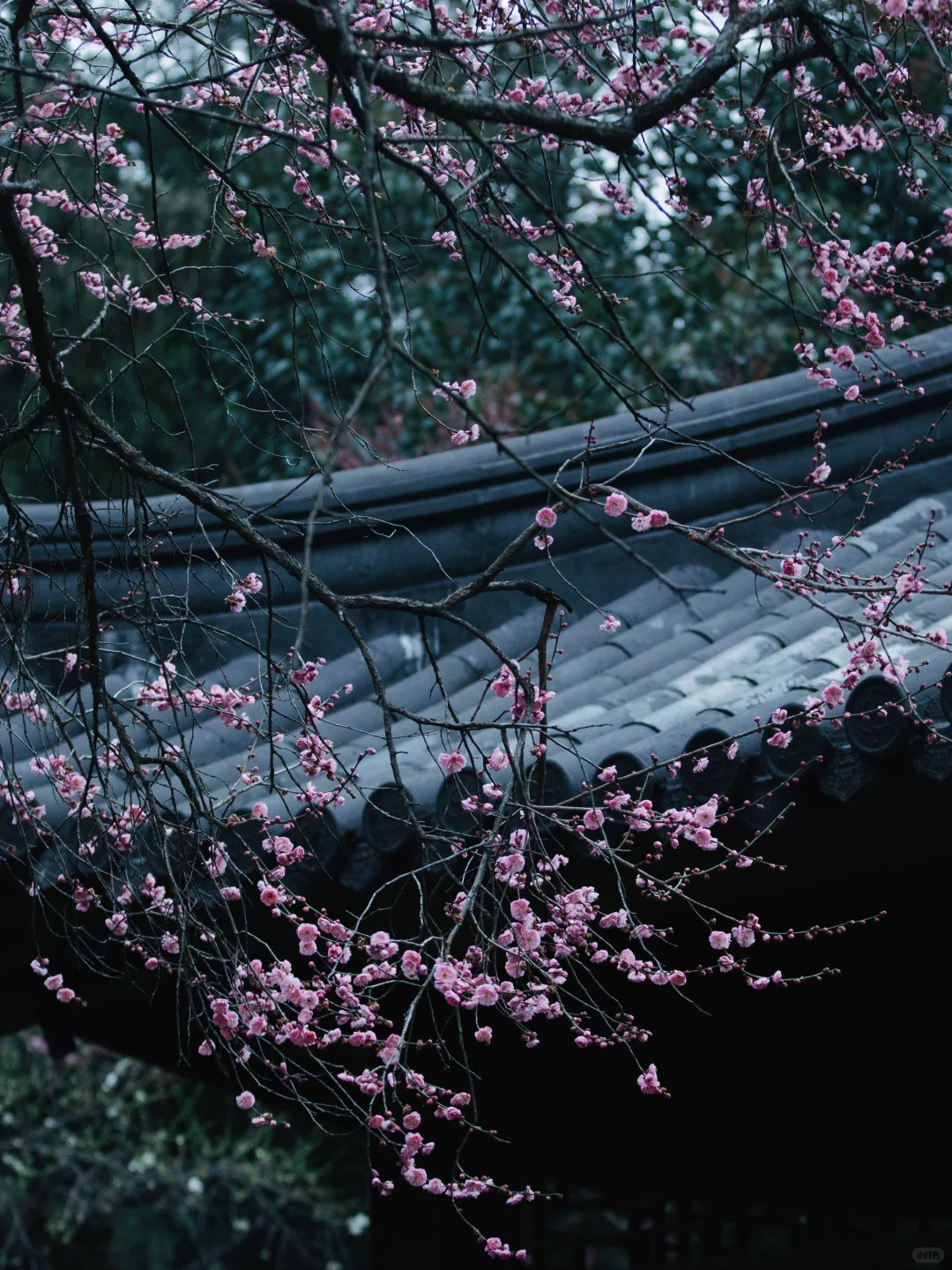 南京的春天,是一万次的春和景明。