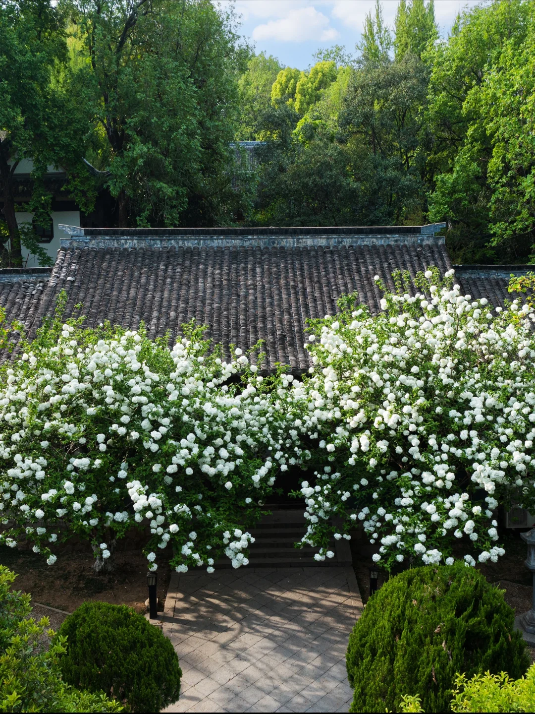 南京的春天,是一万次的春和景明。