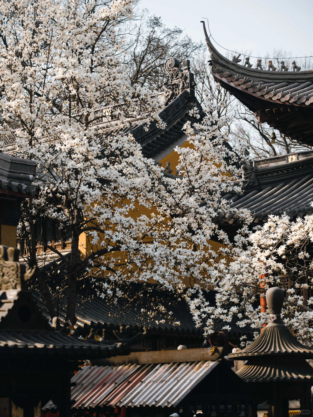 南京的春天,是一万次的春和景明。