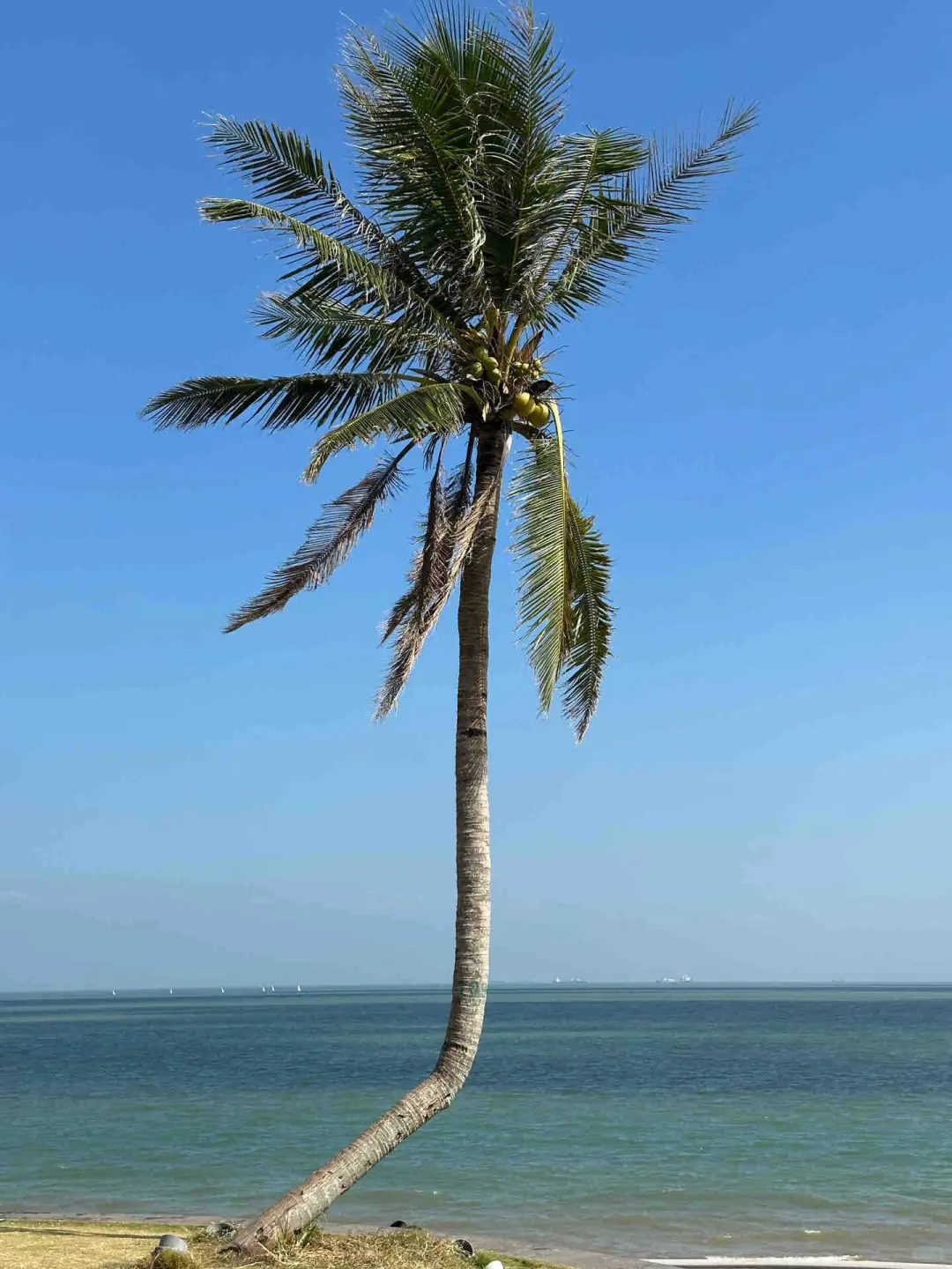 三亚已回！2~3月去三亚的需慎重考虑！！