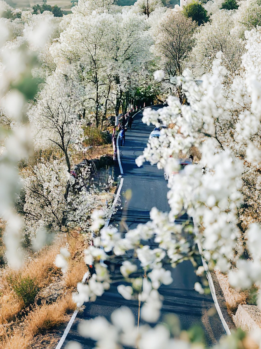 原以为川西春天够美,直到遇见金川梨花……