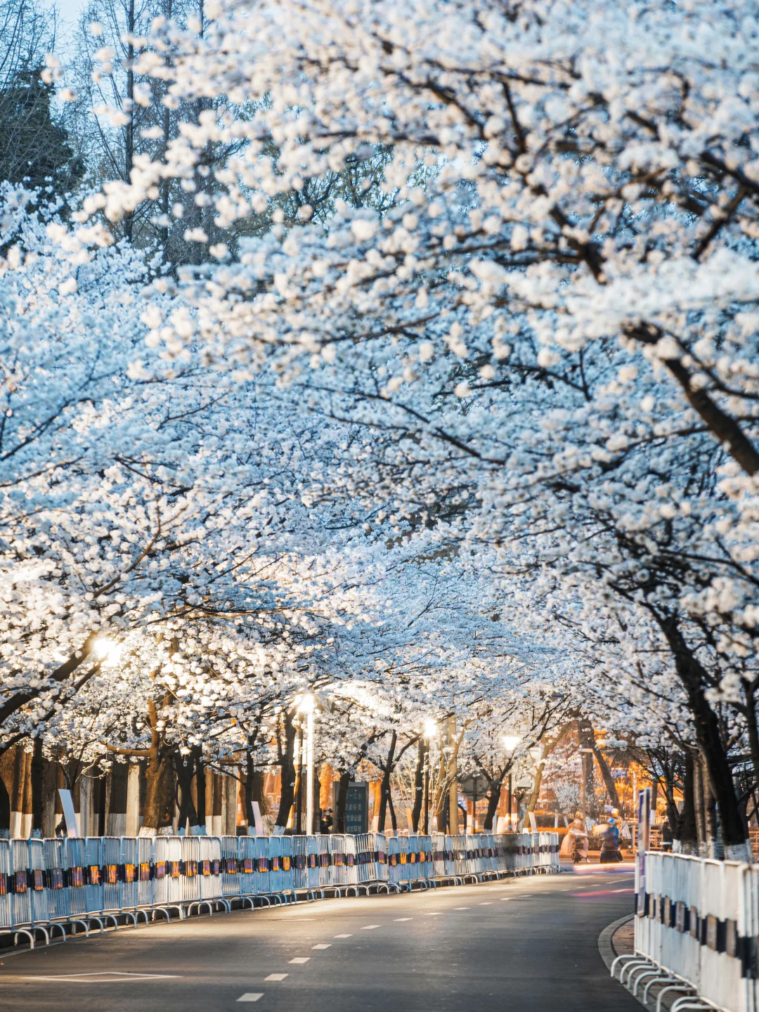 南京的春天,是一万次的春和景明。