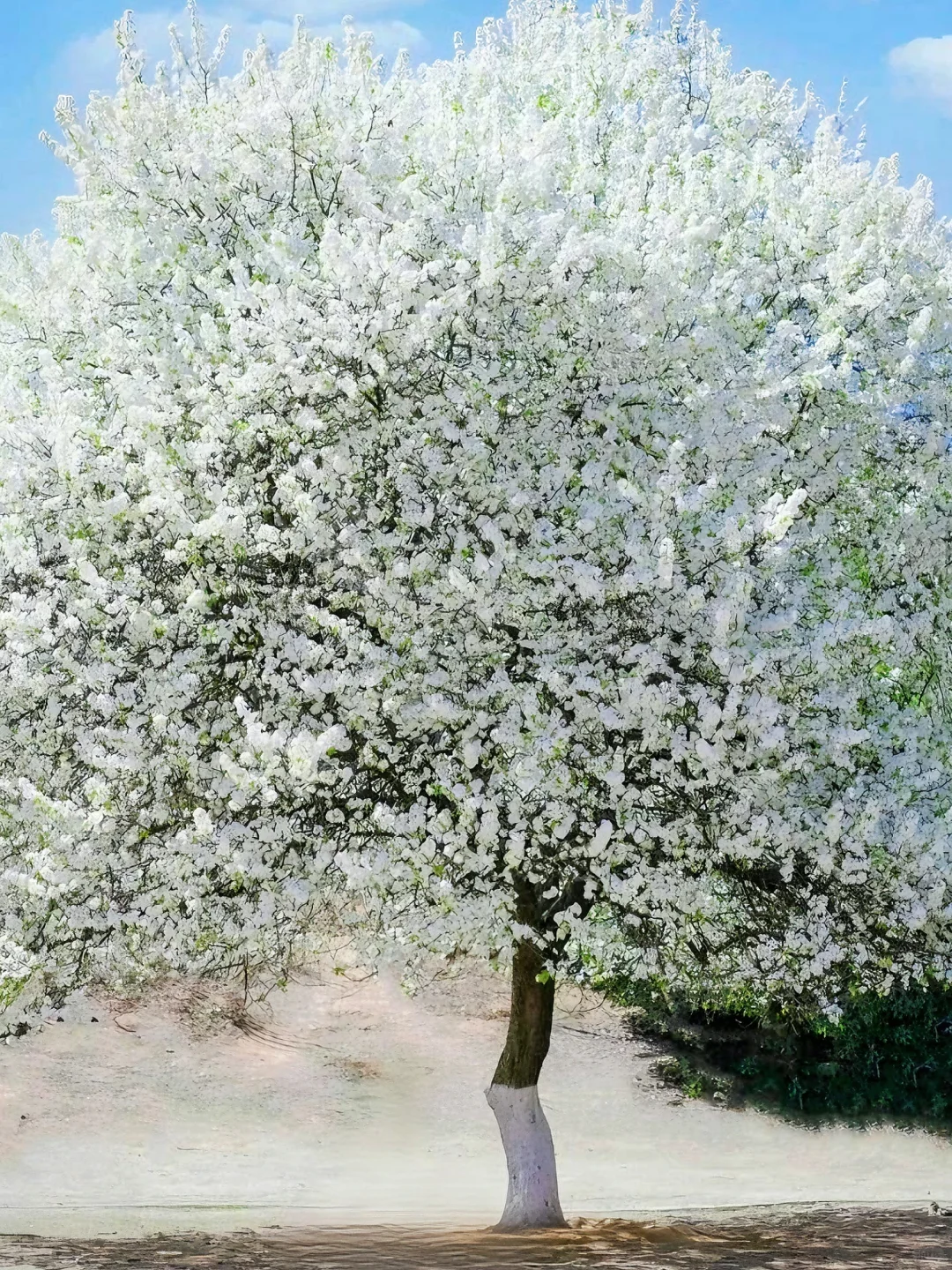 原以为川西春天够美,直到遇见金川梨花……