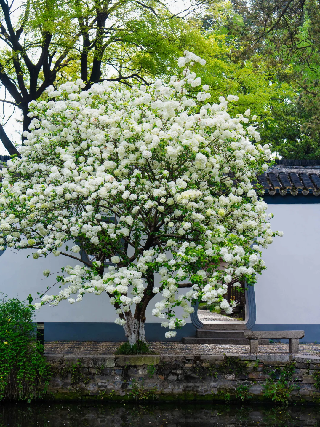 南京的春天,是一万次的春和景明。