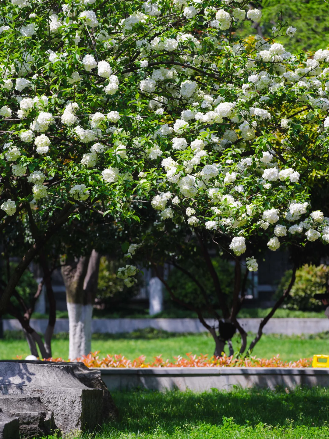 南京的春天,是一万次的春和景明。