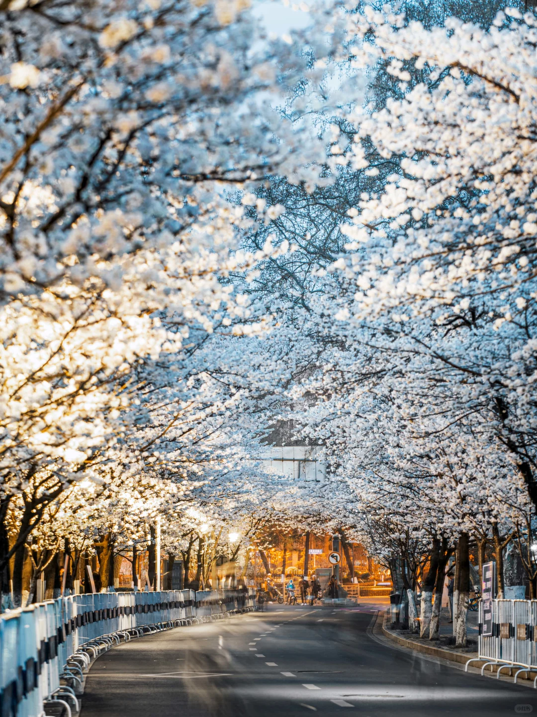 南京的春天,是一万次的春和景明。