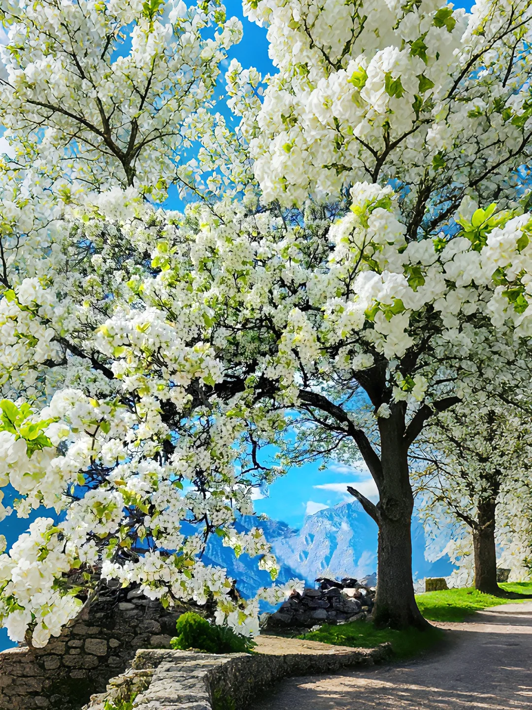 原以为川西春天够美,直到遇见金川梨花……