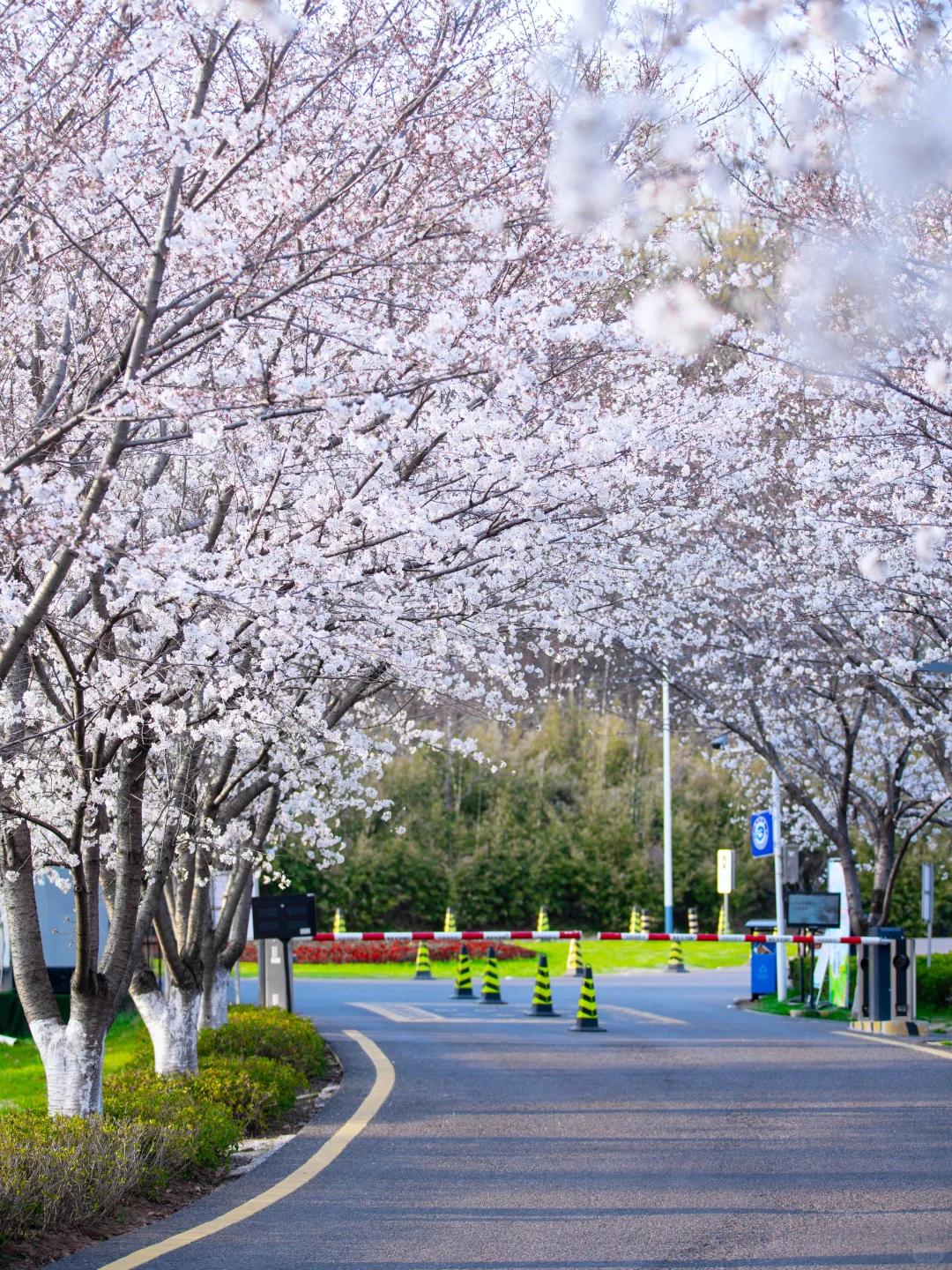 南京的春天,是一万次的春和景明。