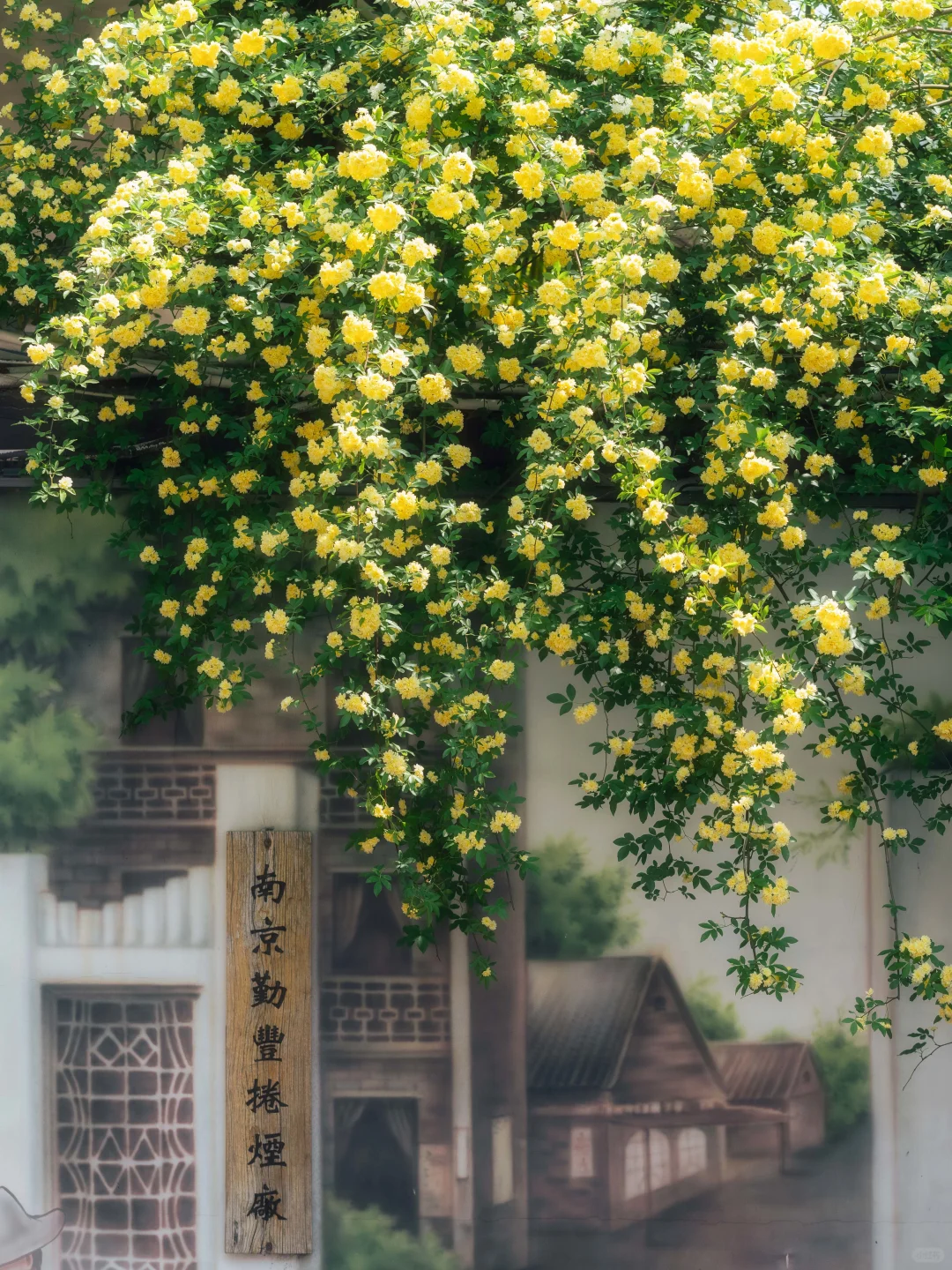 南京的春天,是一万次的春和景明。