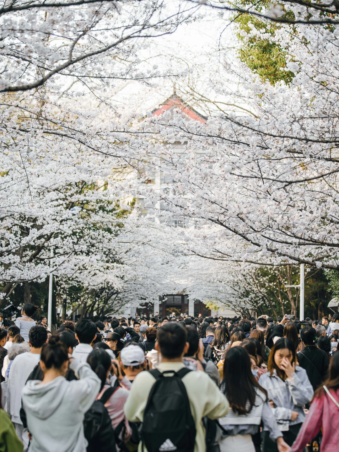 南京的春天,是一万次的春和景明。
