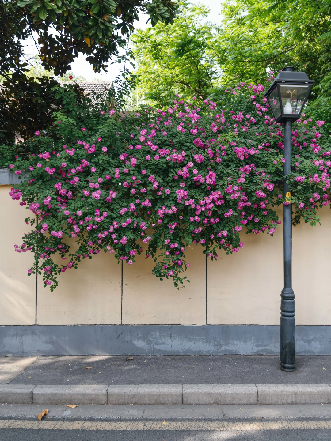 南京的春天,是一万次的春和景明。