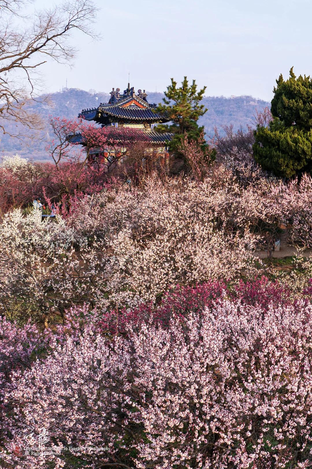南京｜明孝陵梅花山，可以直接冲了❗
