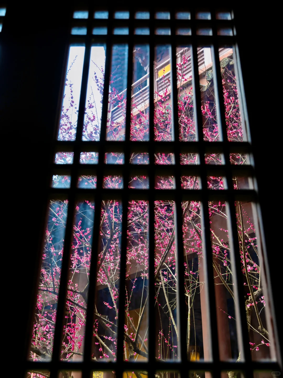 慧因高丽寺的梅花，堪称中式美学天花板‼️