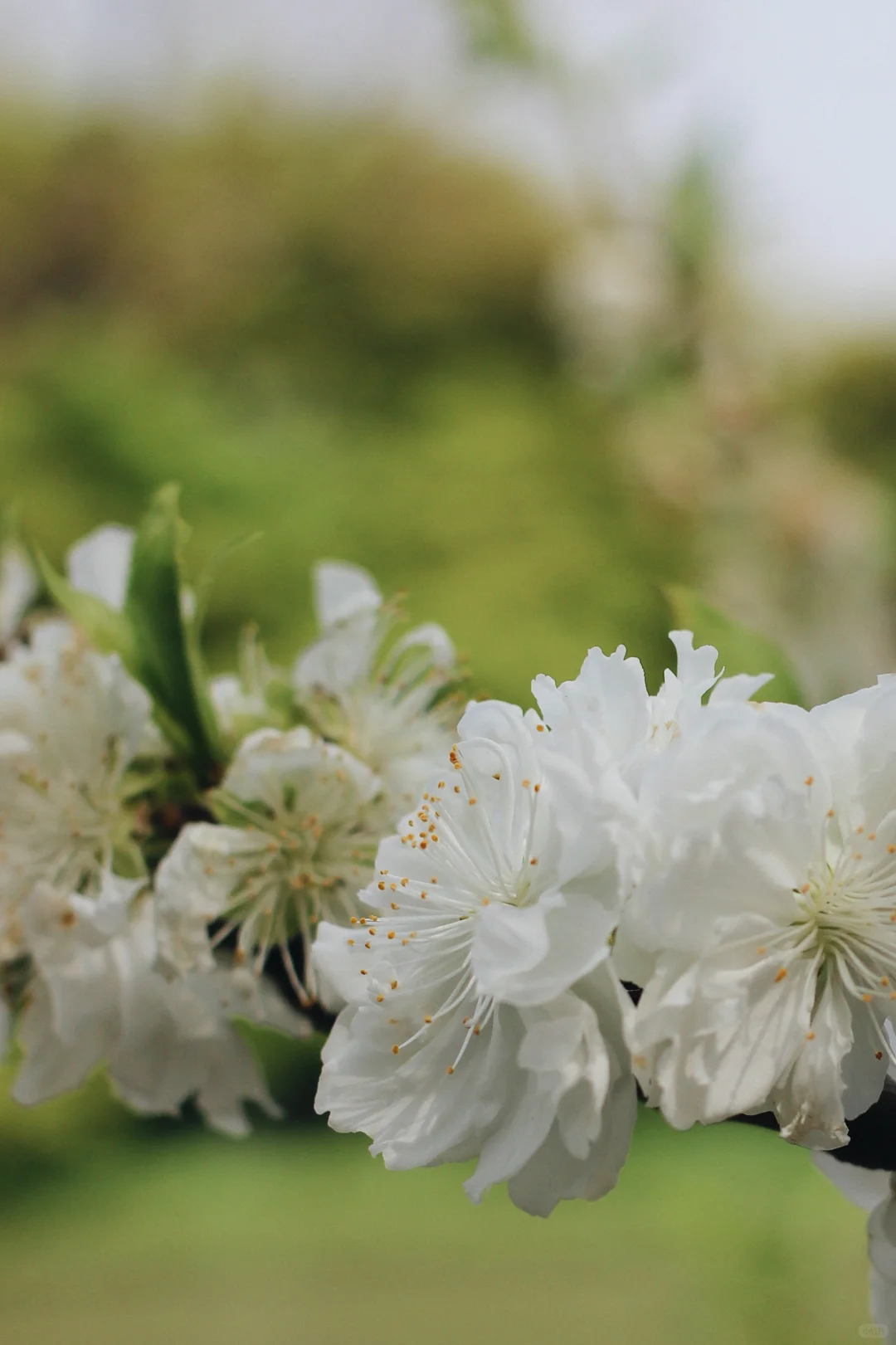 🌸两天三夜·烟花三月下扬州保姆级攻略🌿