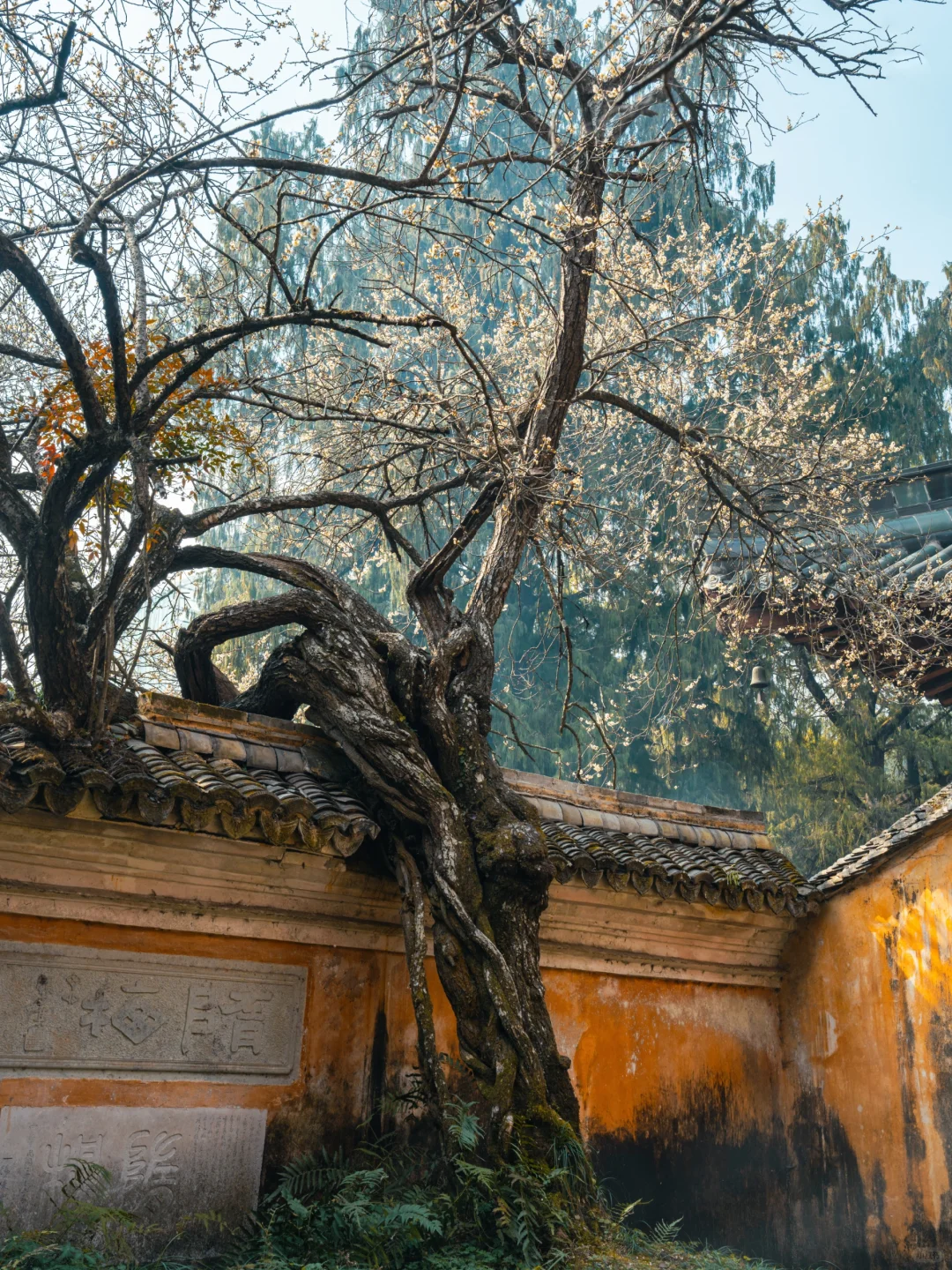 2.18实拍❗️国清寺的隋梅已经开啦