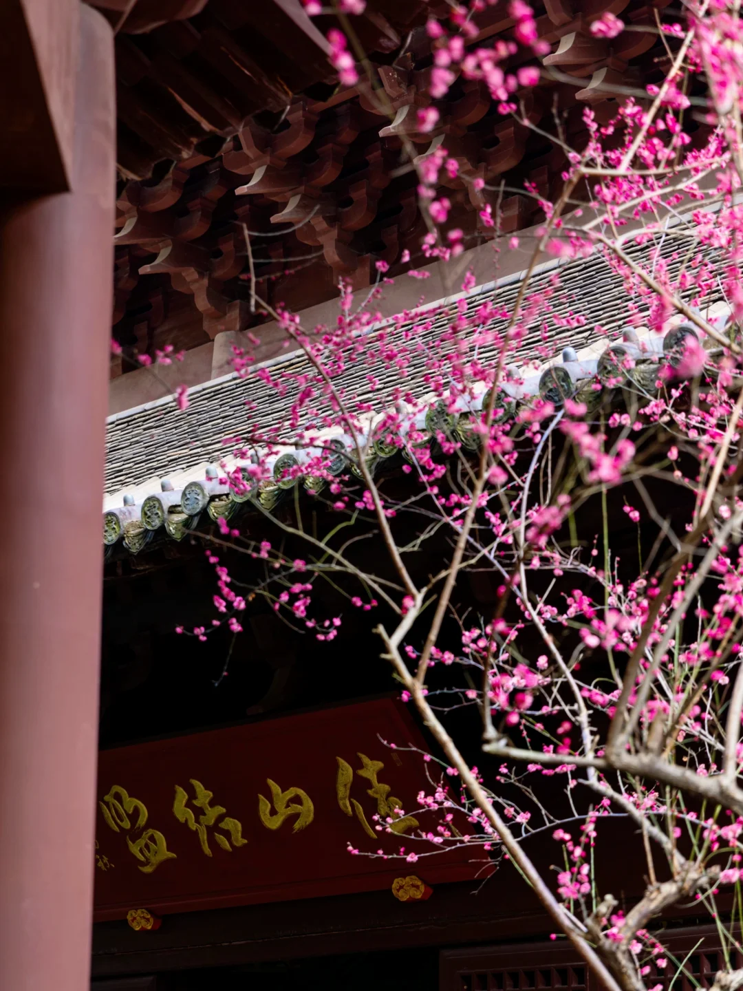 慧因高丽寺的梅花，堪称中式美学天花板‼️