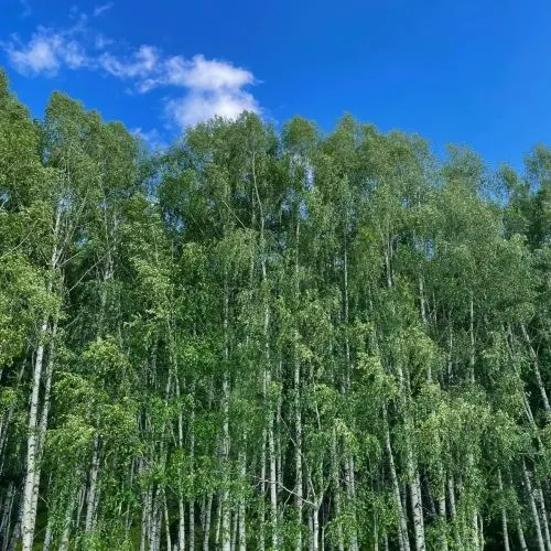 18 天深度游新疆！夏日宝藏攻略大放送