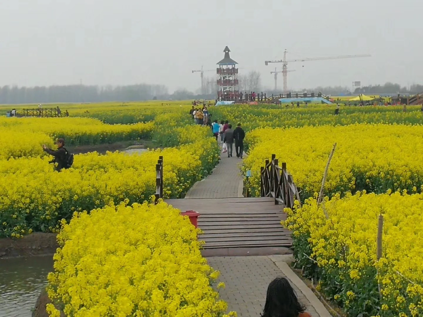 2025春季赏花系列之一，千垛油菜花篇