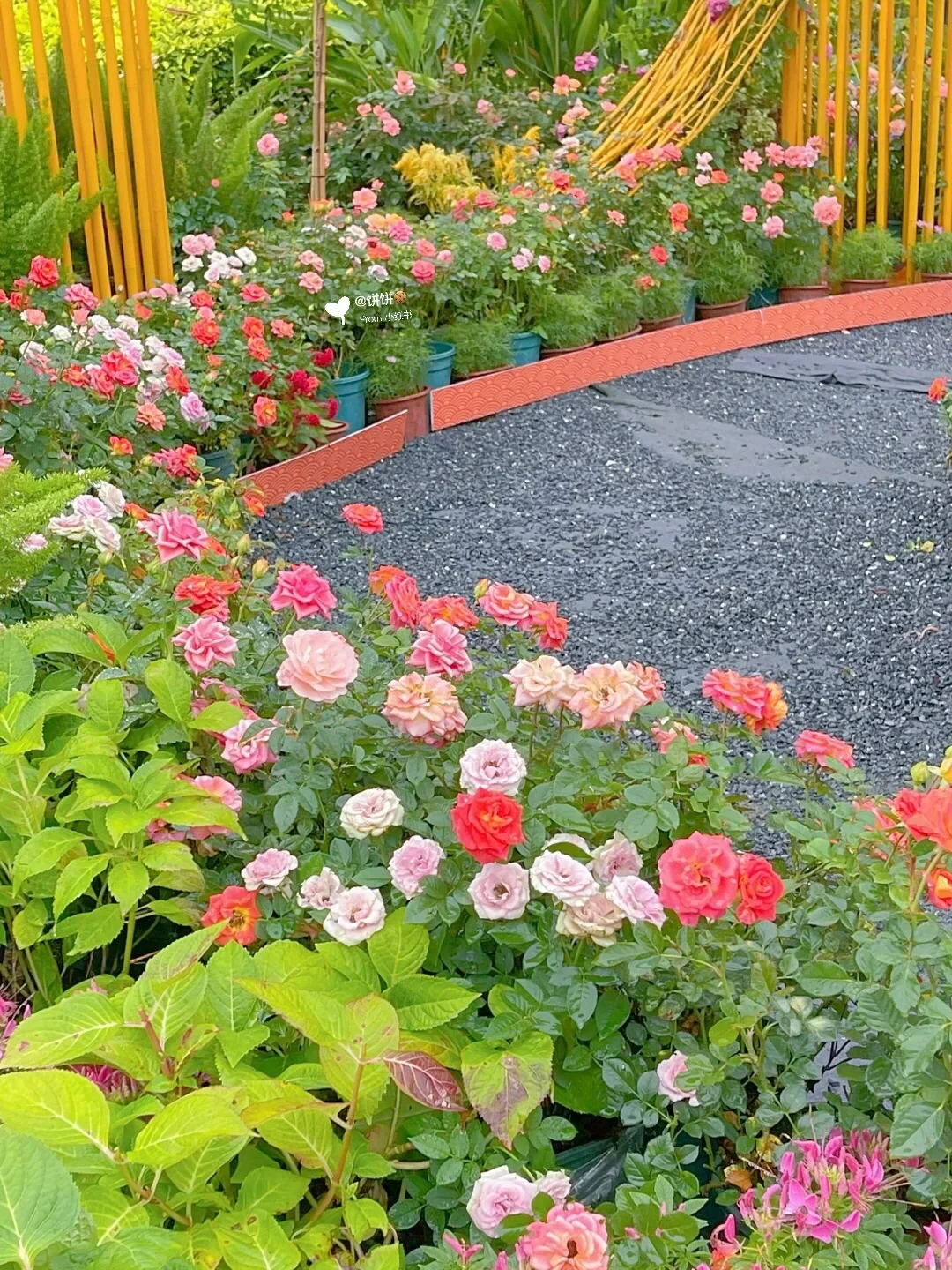 在广州!地铁直达🚇现实版莫奈花园🌷