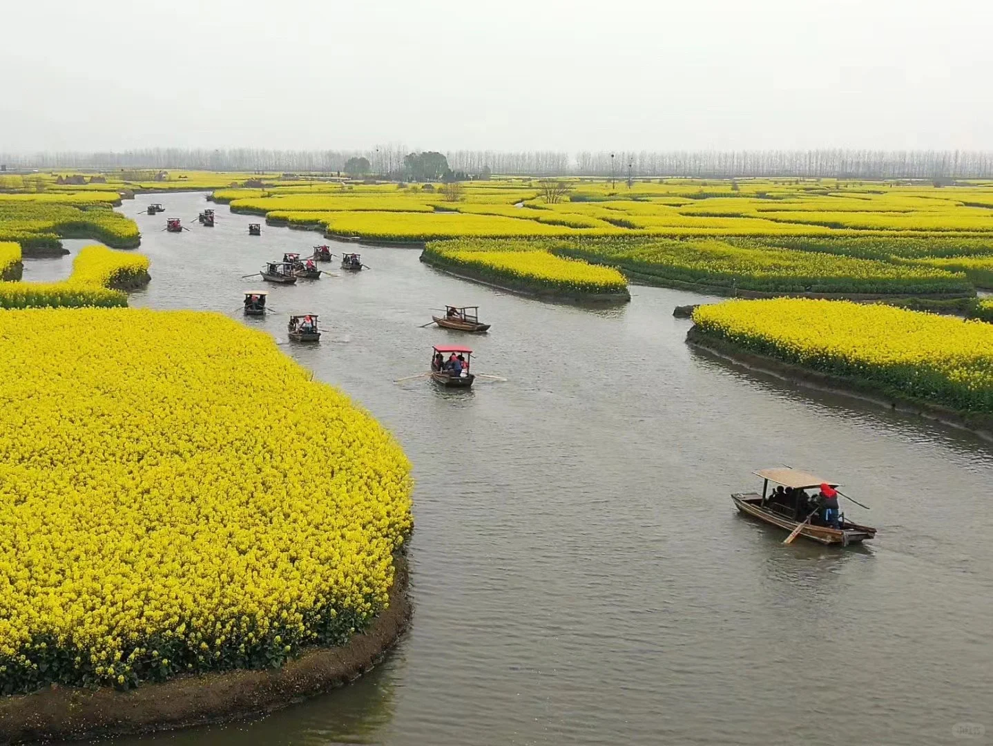 2025春季赏花系列之一，千垛油菜花篇