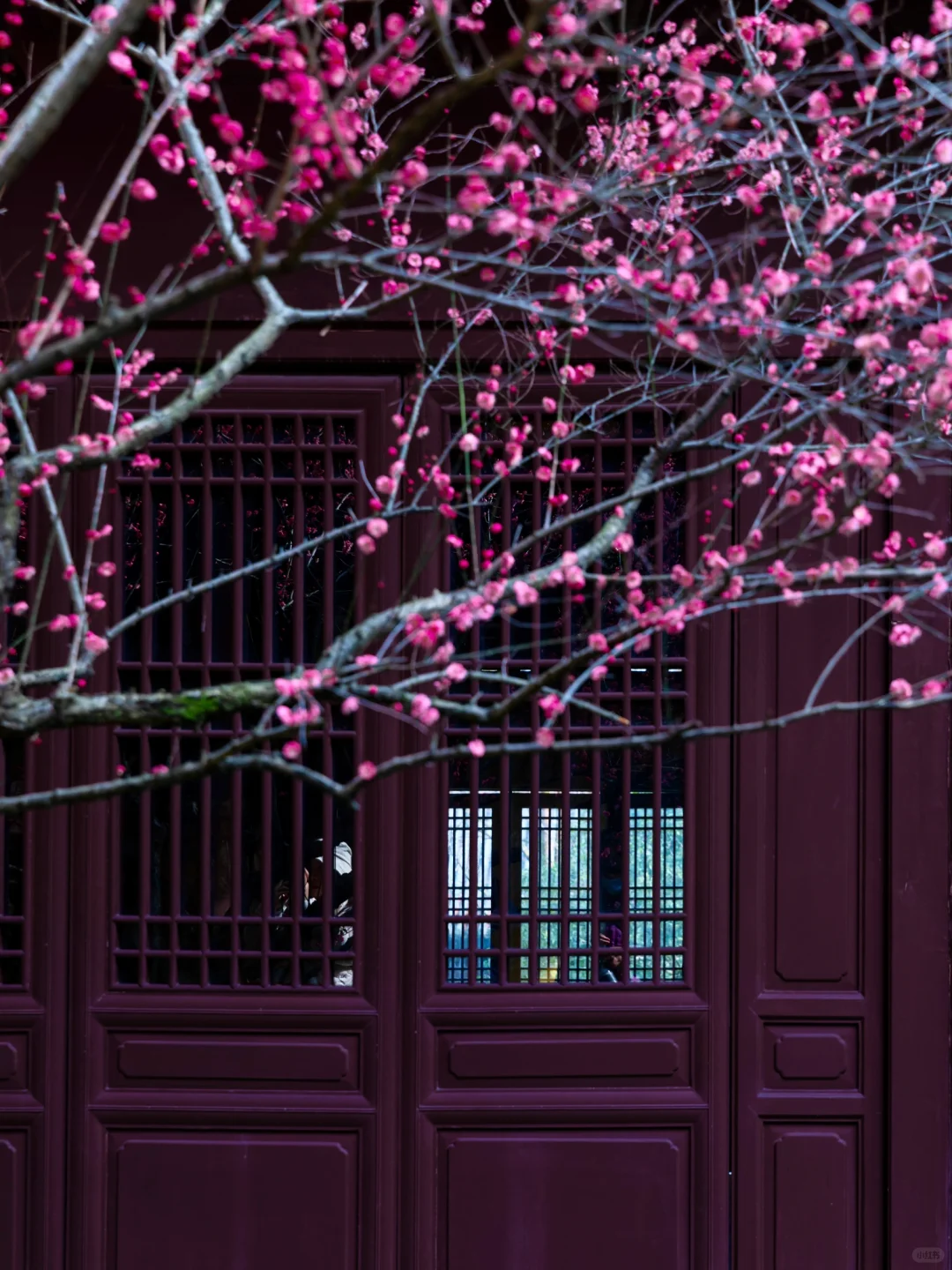 慧因高丽寺的梅花，堪称中式美学天花板‼️