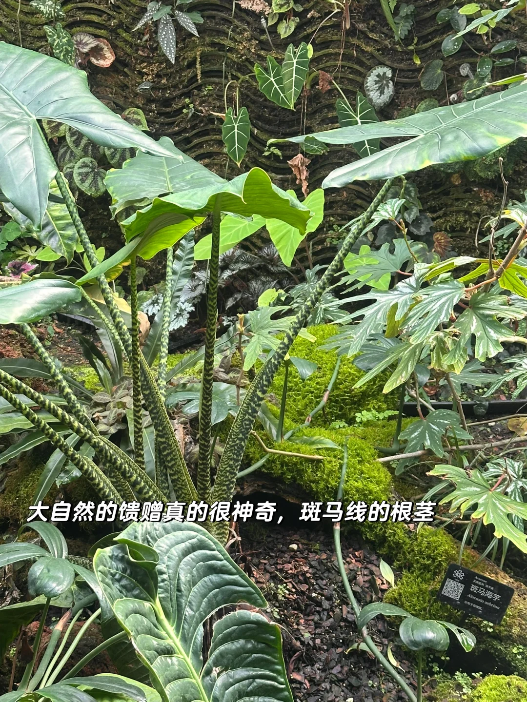 昆明植物园，一场与自然的浪漫邂逅