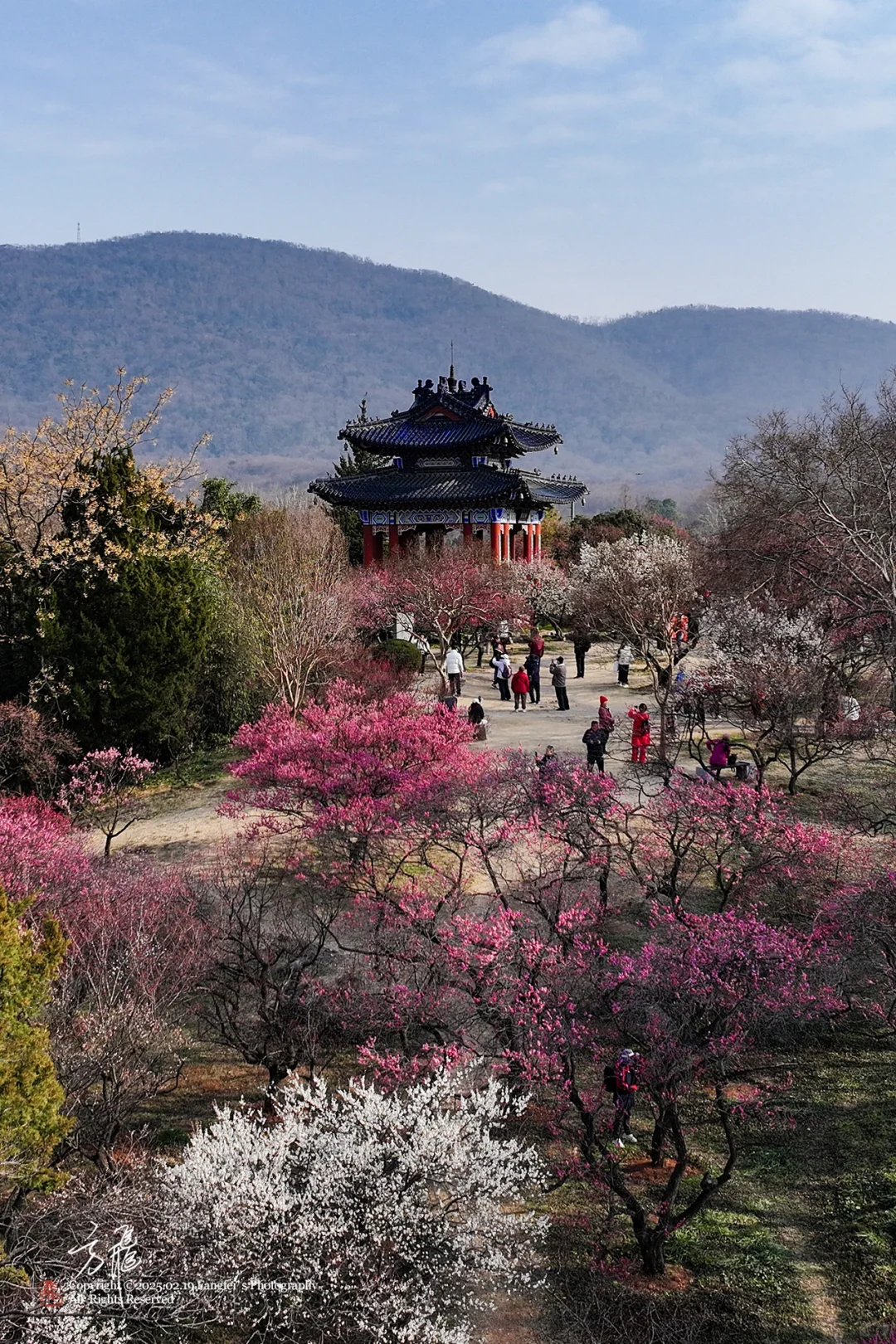 南京｜明孝陵梅花山，可以直接冲了❗