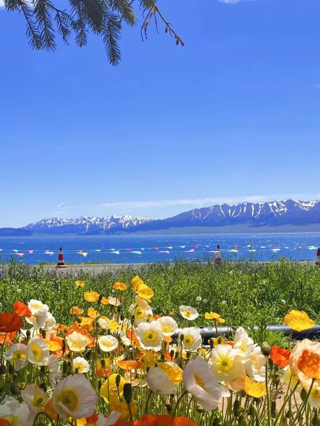 和男朋友去伊犁玩了8天，消费观真的崩塌了……