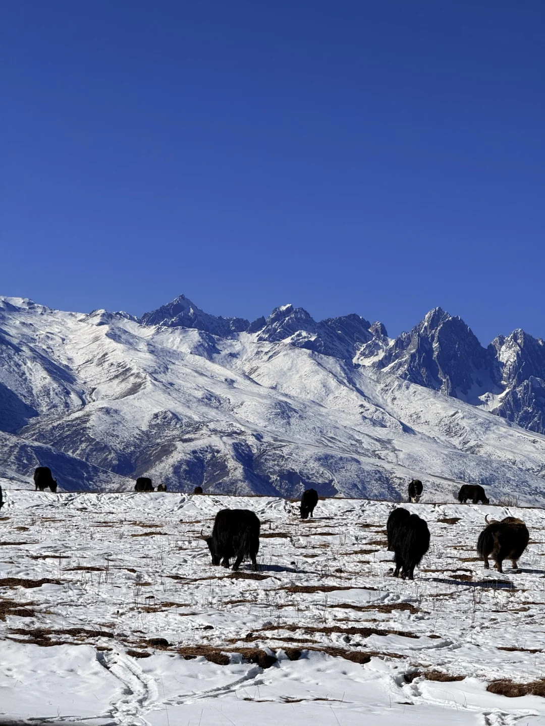 川西7天旅游全攻略|1月的浪漫与挑战❄️