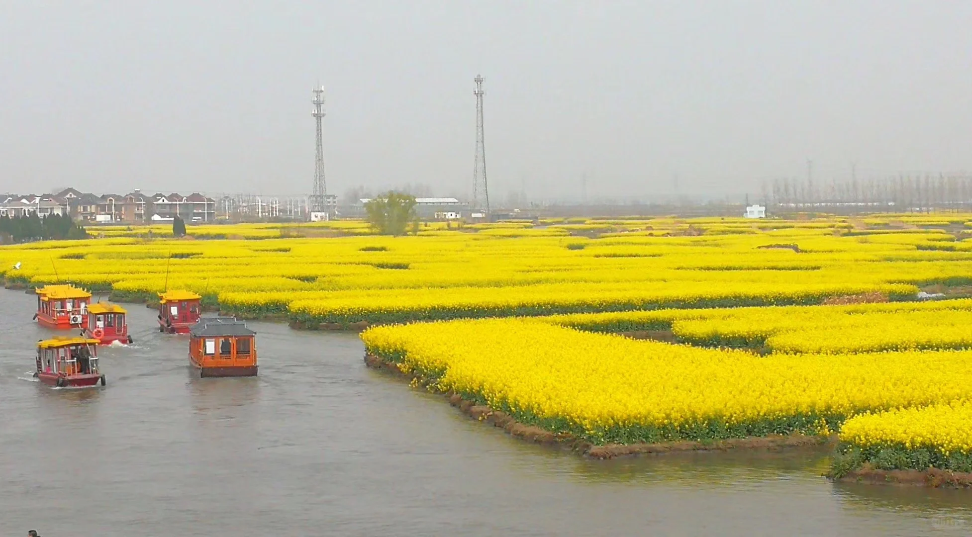 2025春季赏花系列之一，千垛油菜花篇