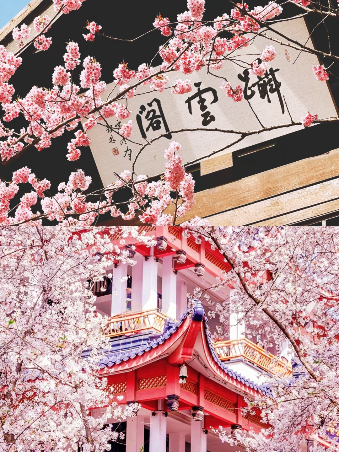 人生建议💡3月一定要来鼋头渚赏樱花❗