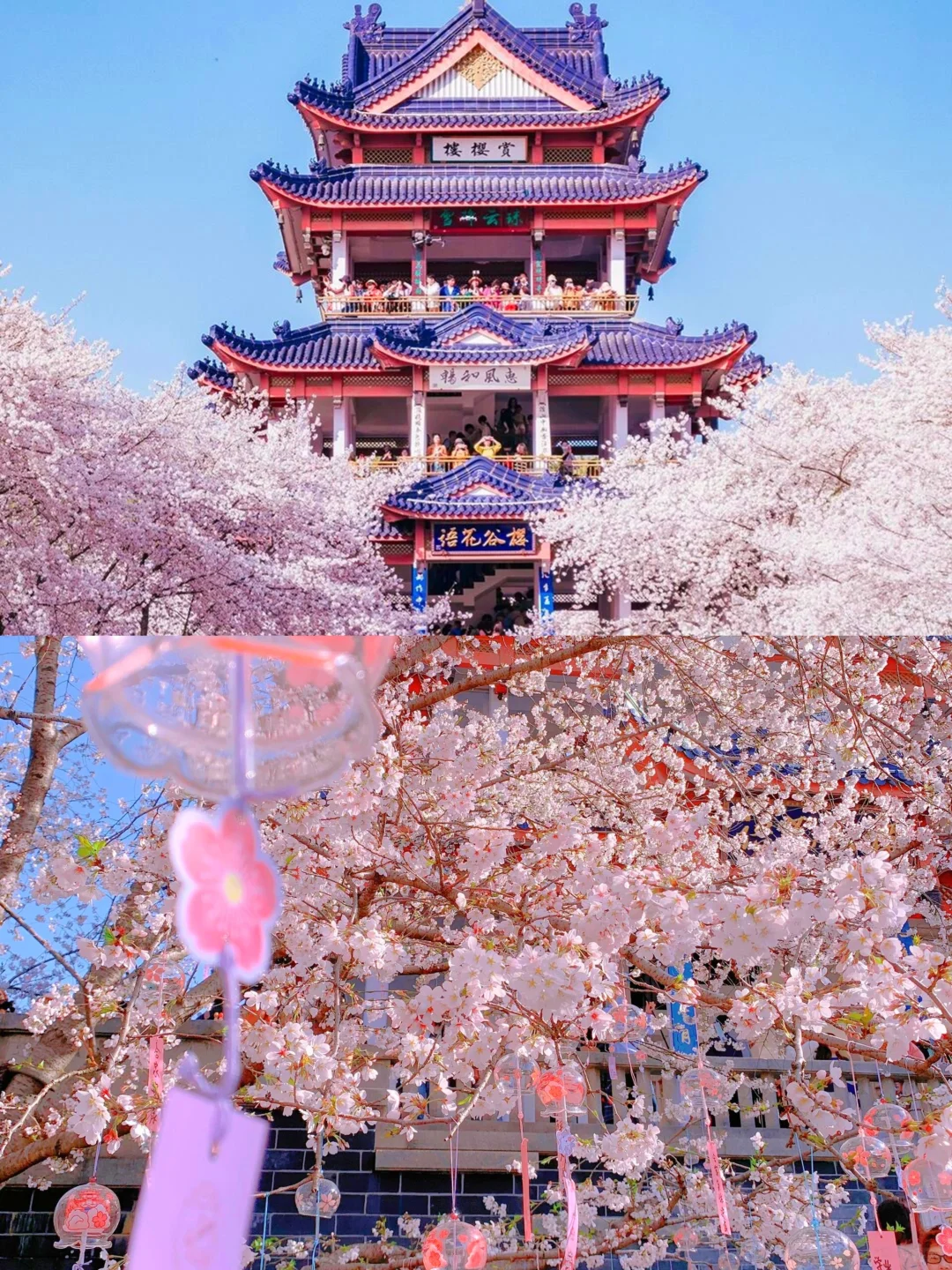 人生建议💡3月一定要来鼋头渚赏樱花❗