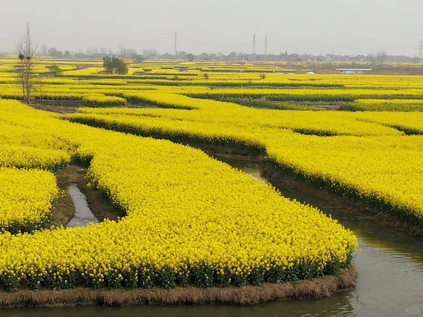 2025春季赏花系列之一，千垛油菜花篇