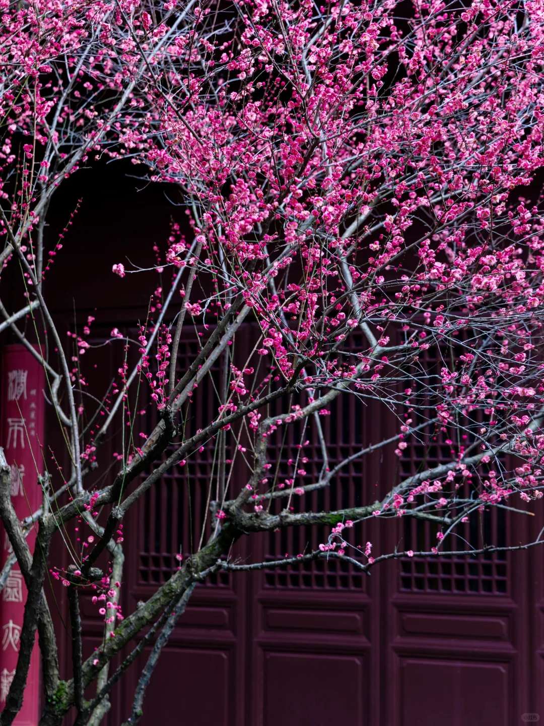 慧因高丽寺的梅花，堪称中式美学天花板‼️