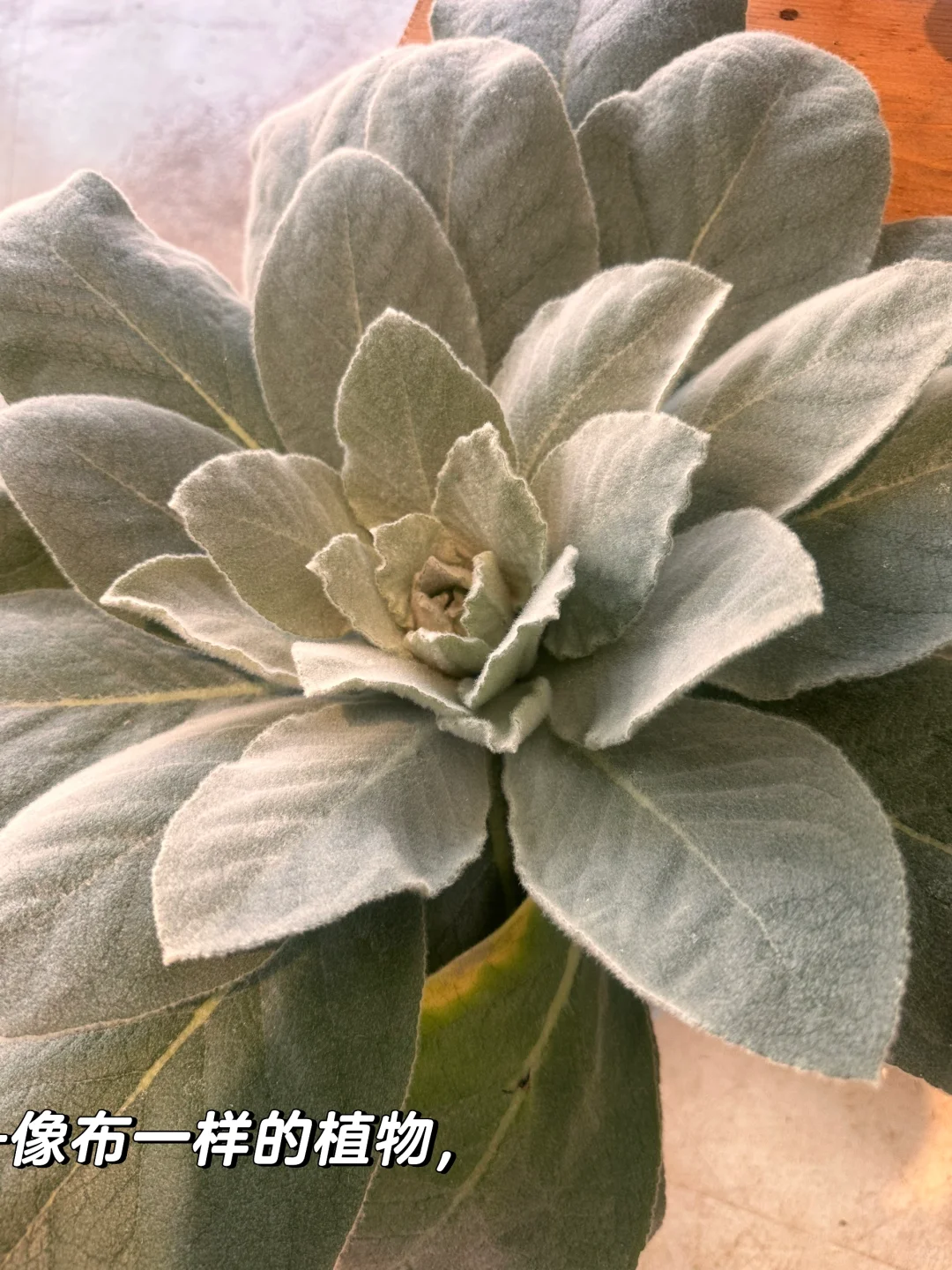 昆明植物园，一场与自然的浪漫邂逅