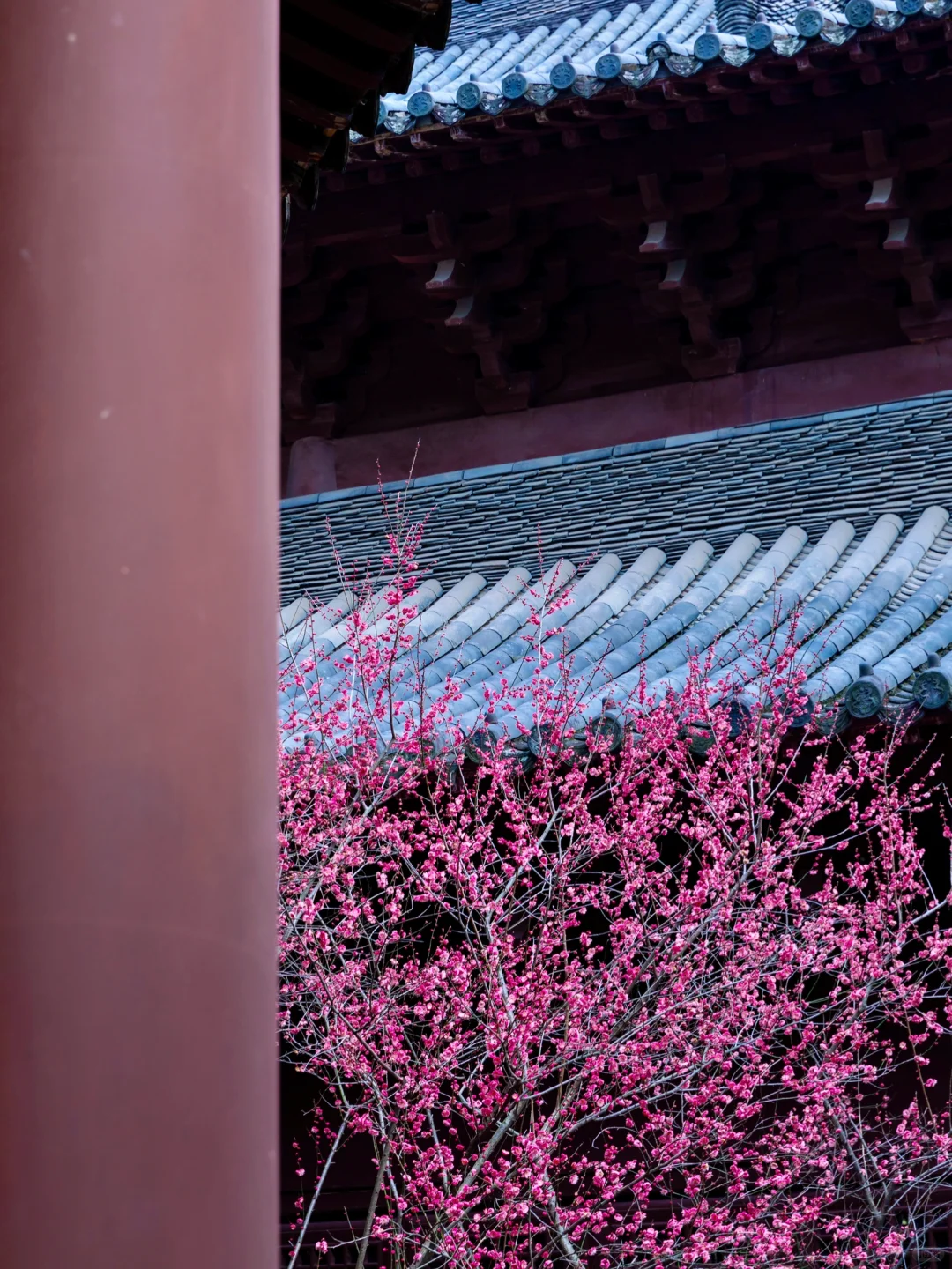 慧因高丽寺的梅花，堪称中式美学天花板‼️