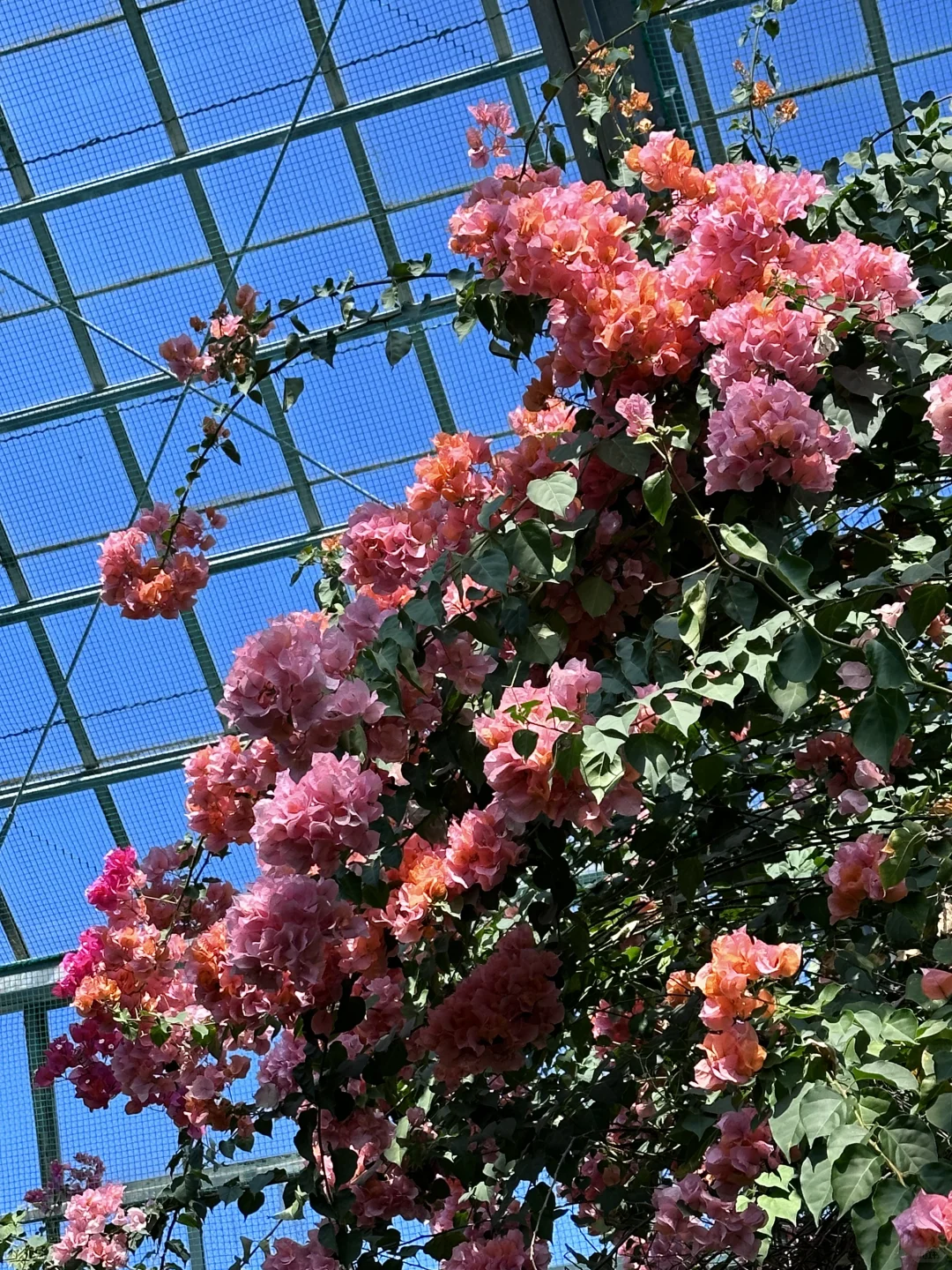 伊豆急下田被低估的一个地方