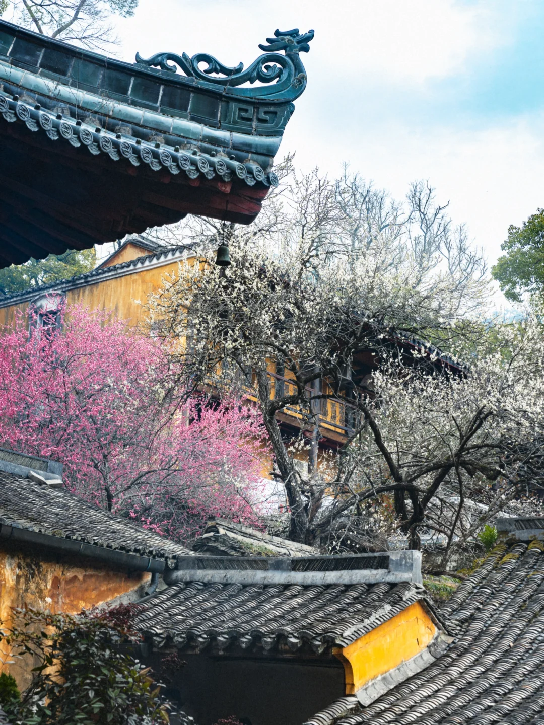 2.18实拍❗️国清寺的隋梅已经开啦