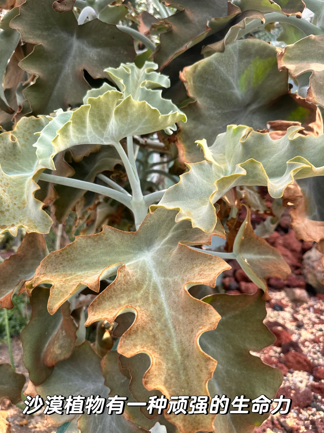 昆明植物园，一场与自然的浪漫邂逅
