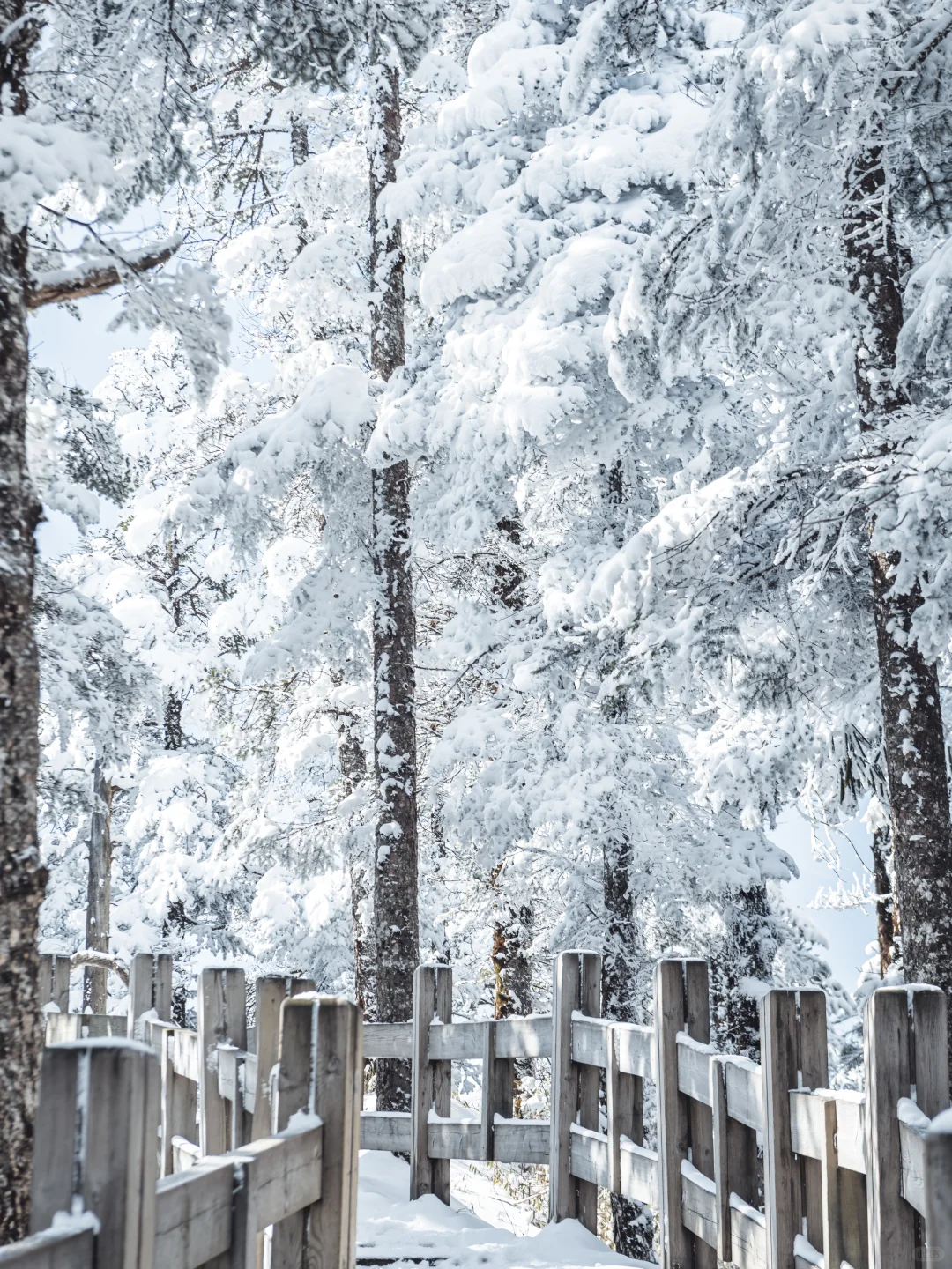 淡季的西岭雪山真的是人间理想！最全攻略