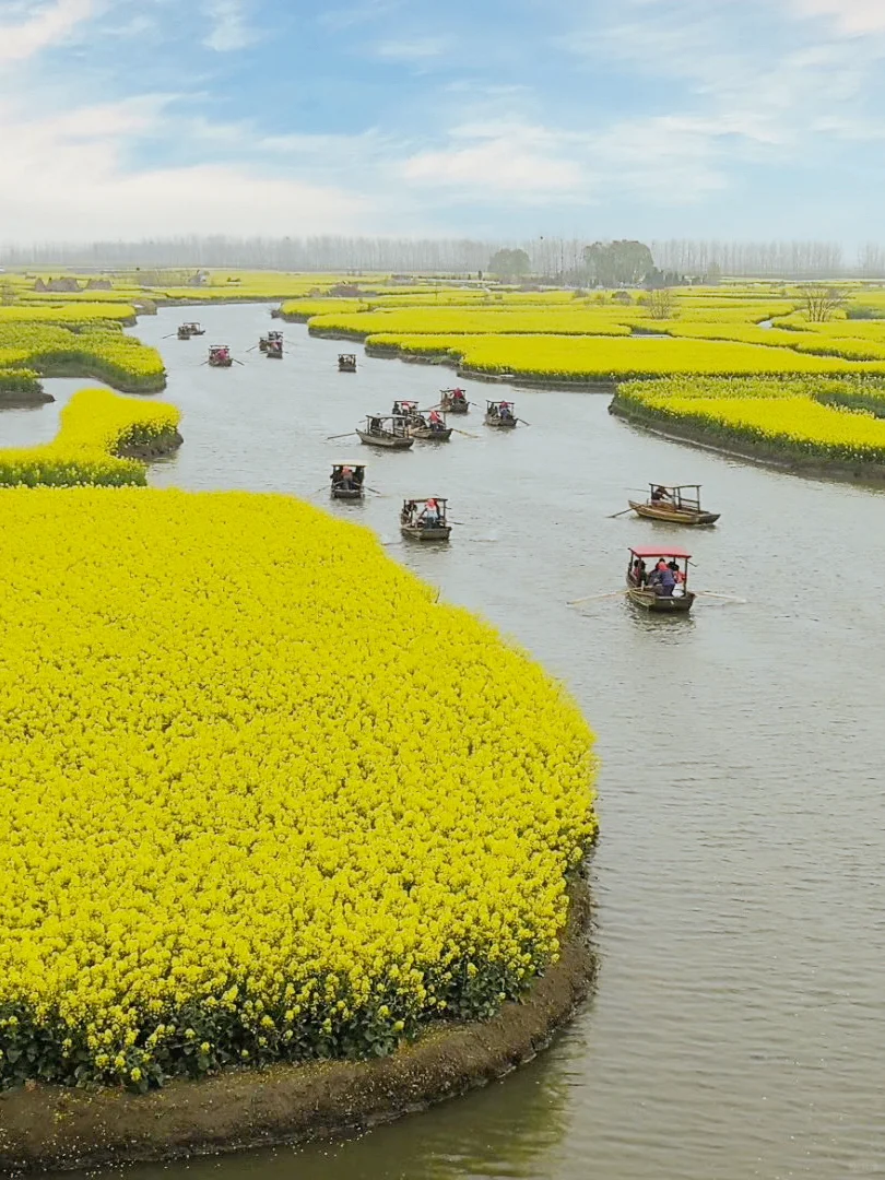 2025春季赏花系列之一，千垛油菜花篇