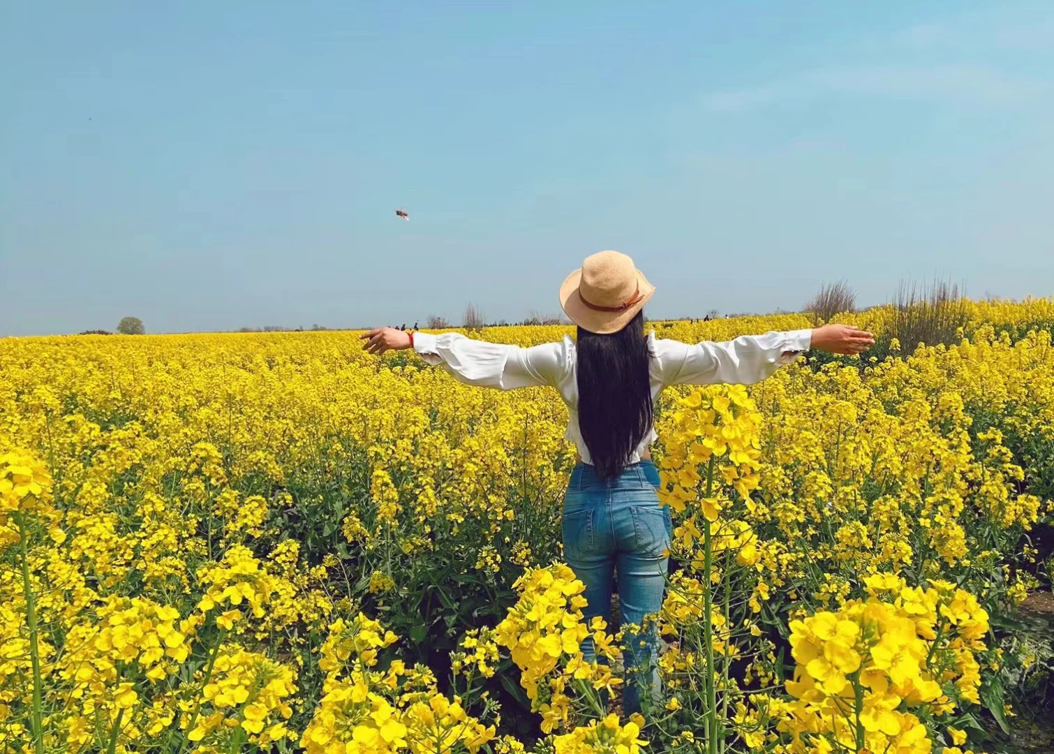 2025春季赏花系列之一，千垛油菜花篇