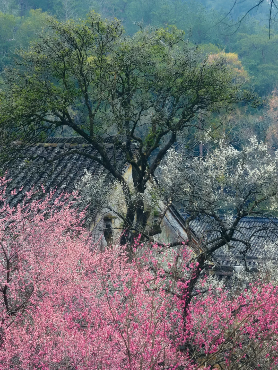 2.18实拍❗️国清寺的隋梅已经开啦