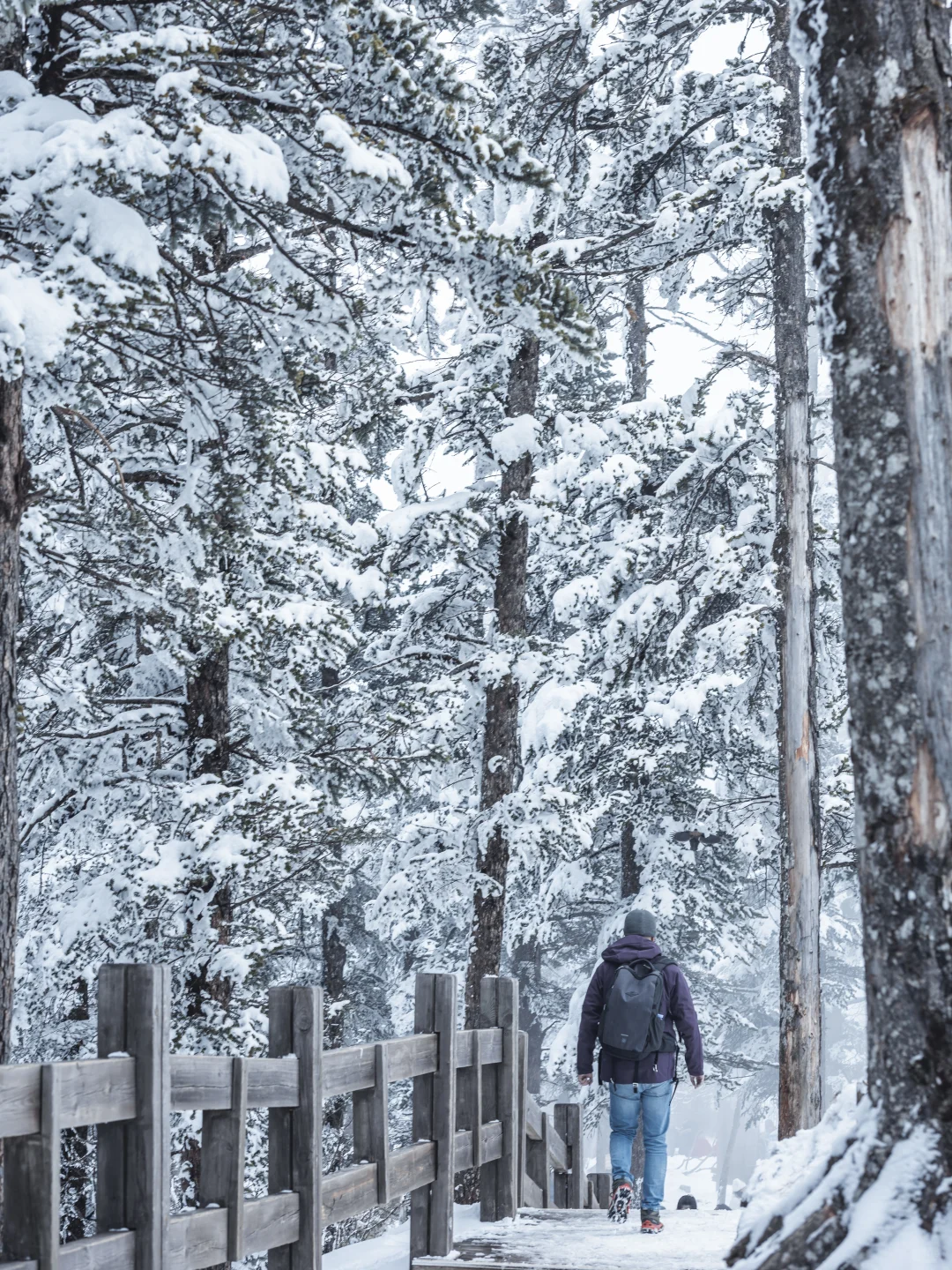 淡季的西岭雪山真的是人间理想！最全攻略